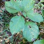 Collinsonia canadensis Hoja