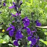 Salvia chamaedryoides Fleur