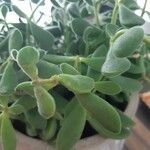 Crassula rogersii Hoja