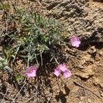 Convolvulus oleifolius Habit