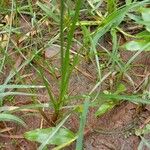 Cyperus fuscus Blad