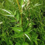 Filipendula ulmaria Ліст