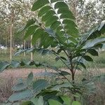Juglans nigra Likasa