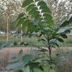 Juglans nigra برگ