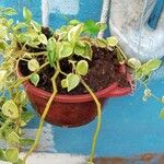 Peperomia scandens Leaf