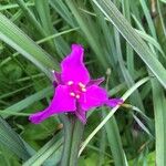 Tradescantia × andersoniana Flower