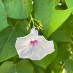 Ipomoea tiliacea Flor