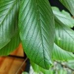 Frangula azorica Leaf