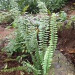 Asplenium erectum Habit