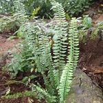 Asplenium erectum ശീലം