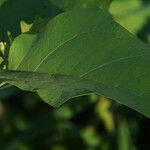 Solanum torvum Leaf