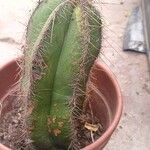 Isolatocereus dumortieri Hoja