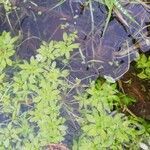 Callitriche palustris Leaf