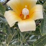 Ceiba insignis Flower