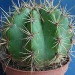 Leucostele terscheckii List