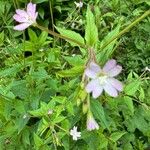 Epilobium montanum Květ