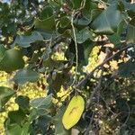 Pterocarpus rotundifolius Fruit