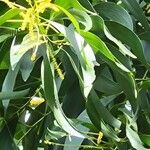 Acacia auriculiformis Flower