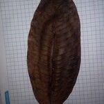Micropholis crotonoides Hoja