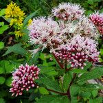 Eupatorium cannabinum Лист