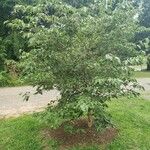 Cornus kousa موطن