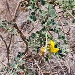 Crotalaria emarginella Hoja