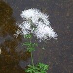 Thalictrum aquilegiifolium Flower