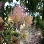 Albizia julibrissin Blüte