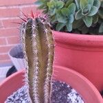 Pachycereus pecten-aboriginum Hoja