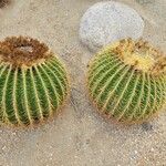 Ferocactus cylindraceus Leaf