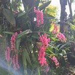 Rodriguezia lanceolata Flower