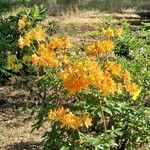 Rhododendron calendulaceum Kvet