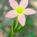 Centaurium maritimum Flower