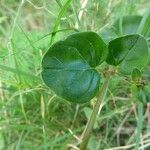 Boerhavia diffusa Leaf