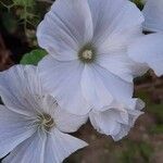 Malva trimestris Fiore