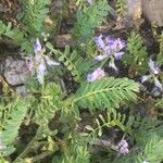 Astragalus pelecinus Цветок