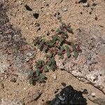 Euphorbia peplis Leaf