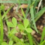 Trifolium resupinatum Листок