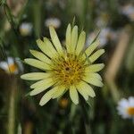 Tragopogon dubius Kwiat