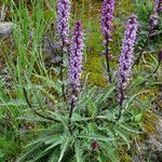 Pedicularis groenlandica 整株植物