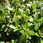 Rhododendron ferrugineum Blatt