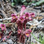 Orobanche fasciculata عادت