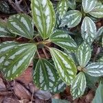 Pilea cadiereiHostoa