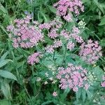 Pimpinella majorFlower