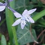 Hyacinthoides italica Lorea