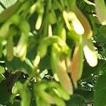 Acer spicatum Hedelmä