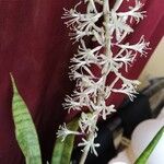Sansevieria metallica Fleur