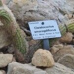 Cleistocactus smaragdiflorus Other