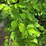 Cornus amomum Leaf