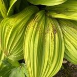 Veratrum album Hoja